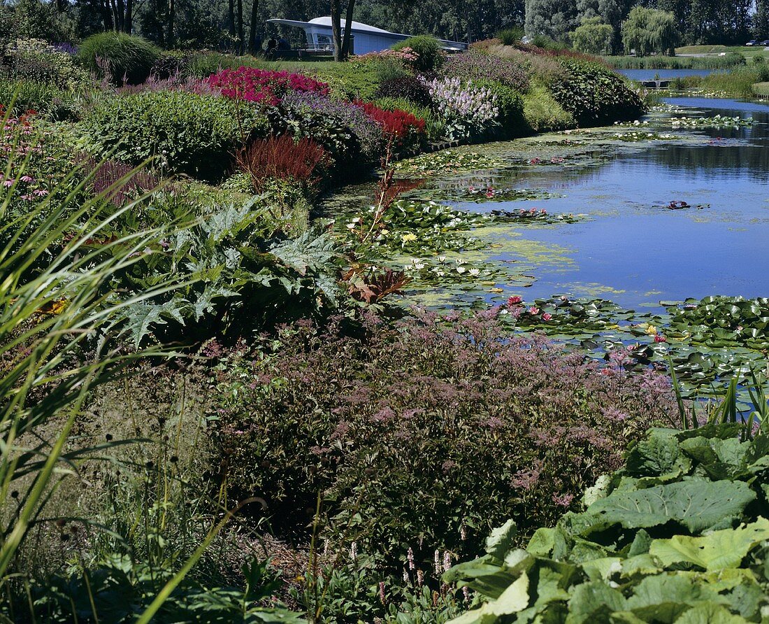 Pond with water lilies and luxuriant planting around the edge