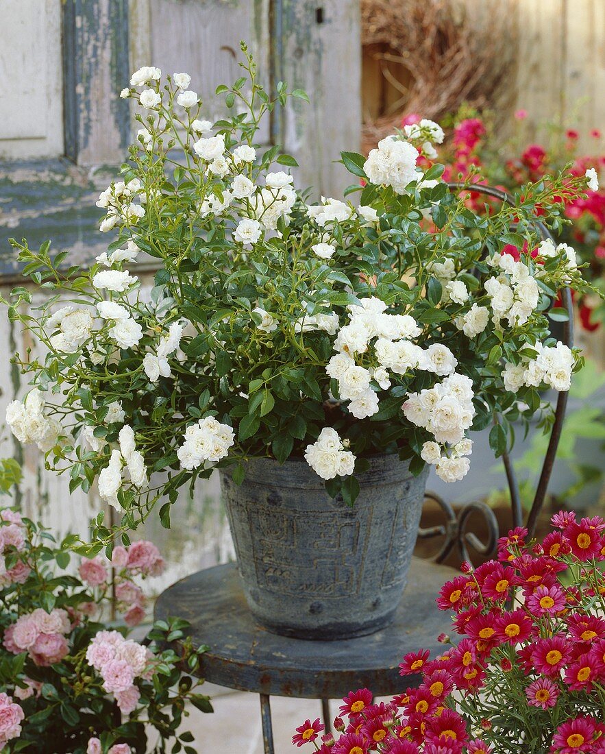 'White Fairy' roses in pot