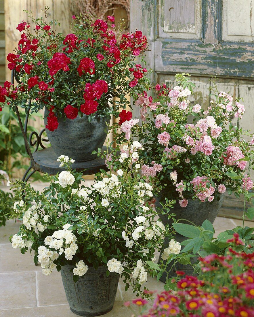 Red, pink and white roses in pots