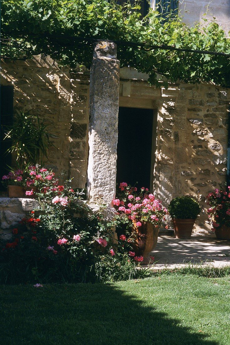Natursteinfassade mit Weinpergola und Blumentöpfen