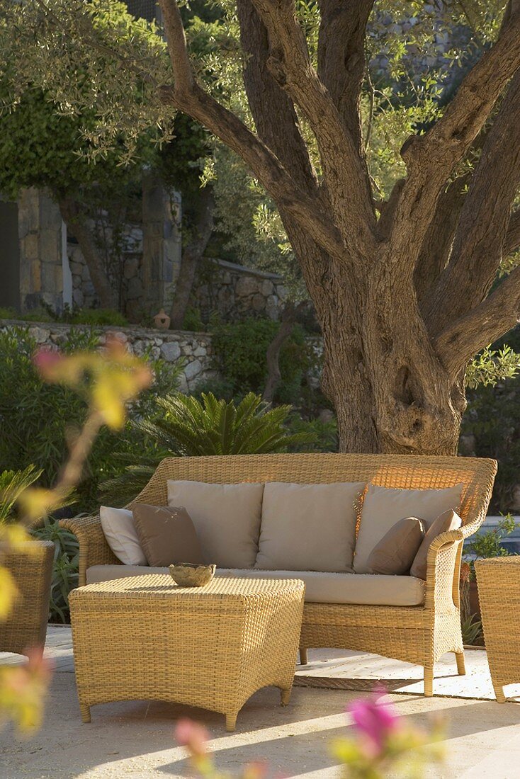 Terrasse mit eleganten Korbmöbeln und imposantem Olivenbaum als Schattenspender