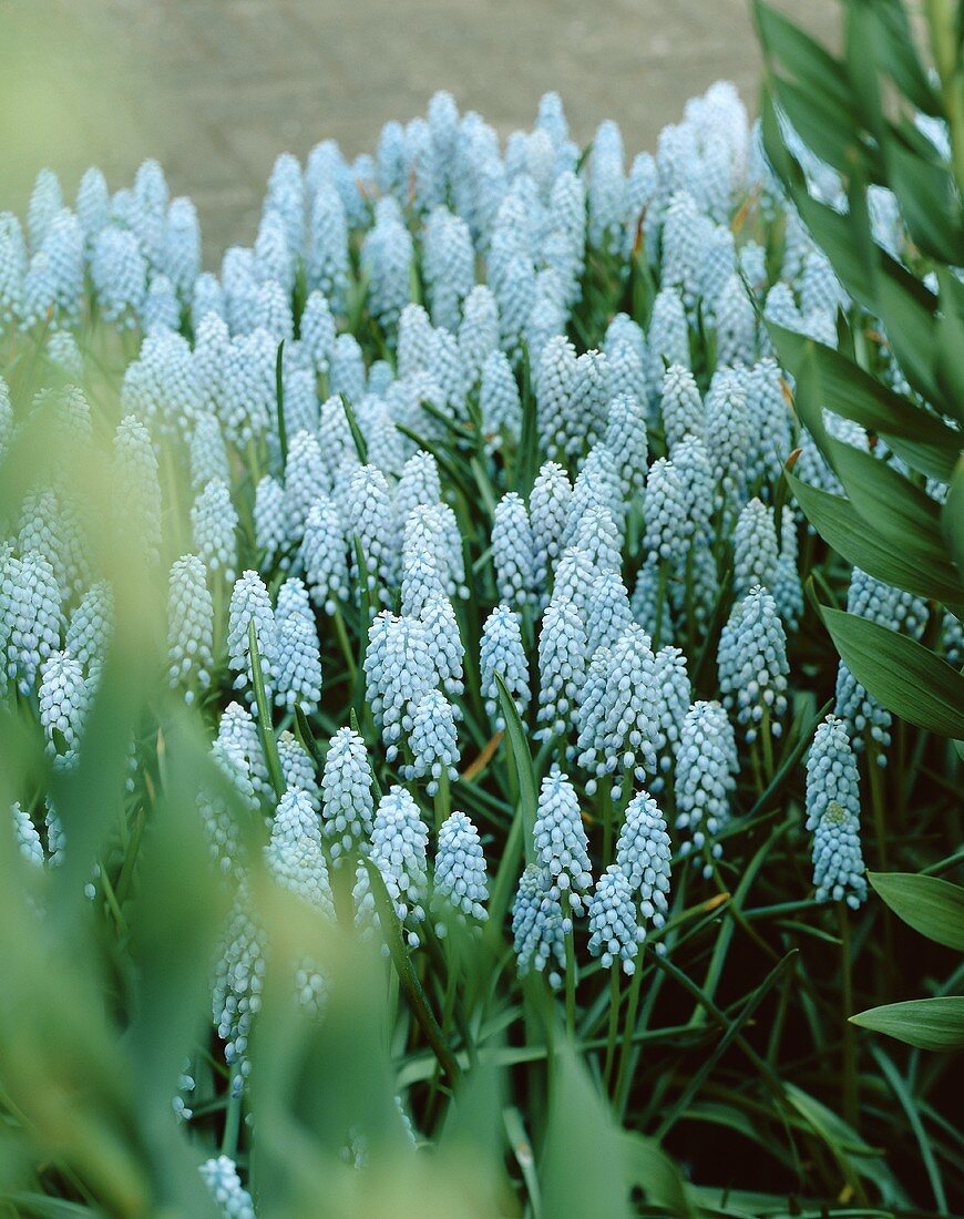 Grape hyacinths, variety 'Valerie Finnis'