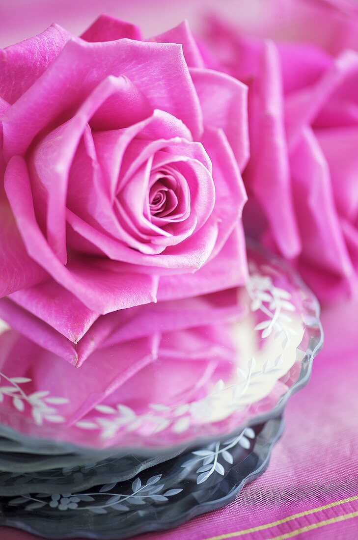 Pinkfarbene Rose auf Glasteller