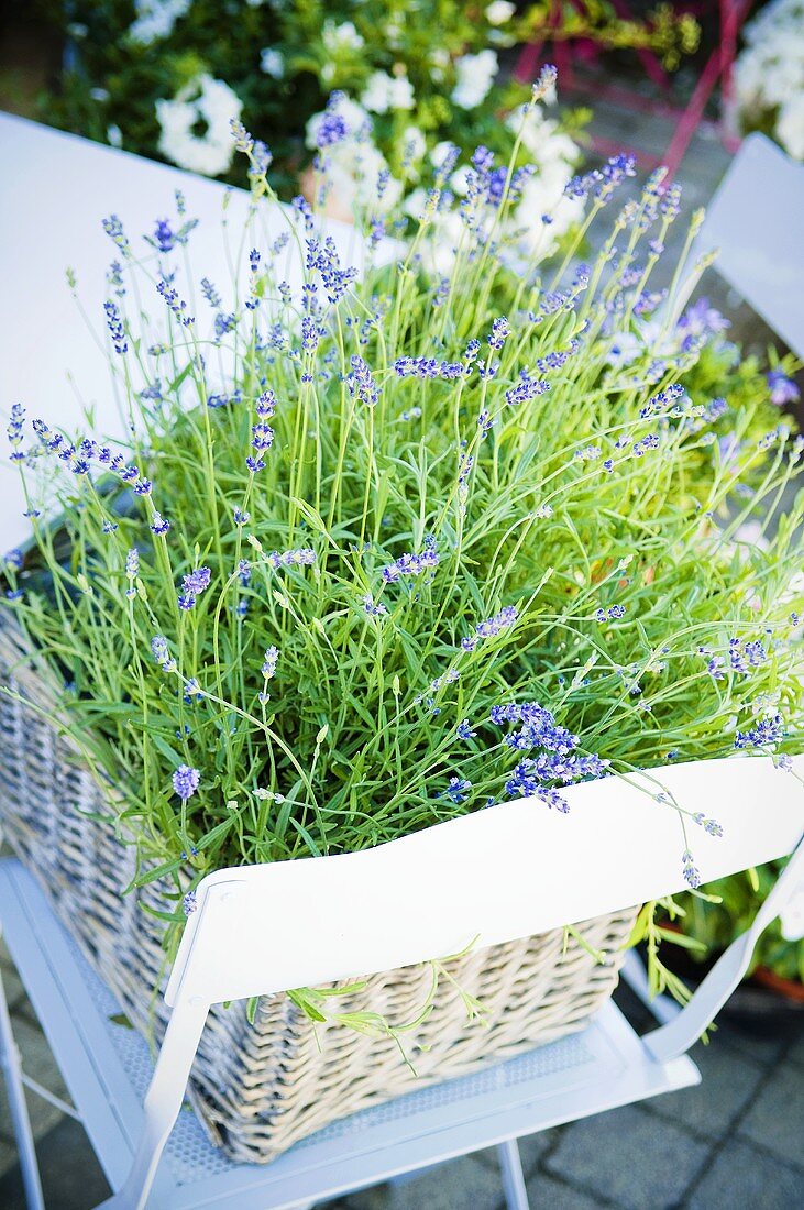 Blühender Lavendel im Korb auf Gartenstuhl