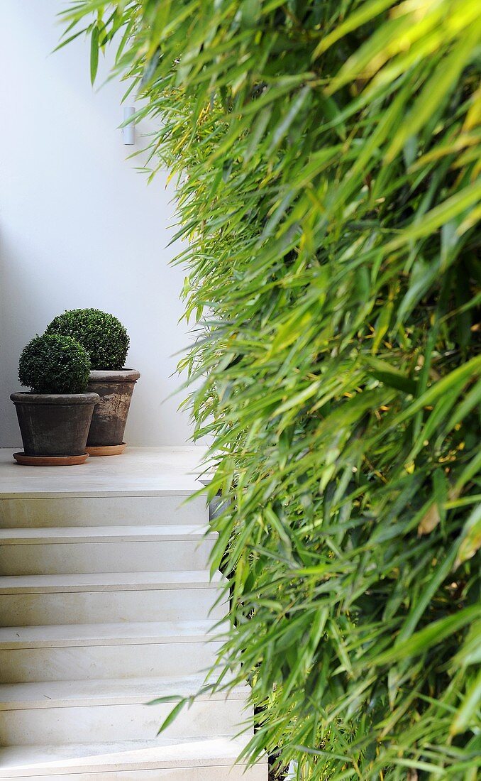 Potted plants on steps (Villa Bamboo, Southern France)