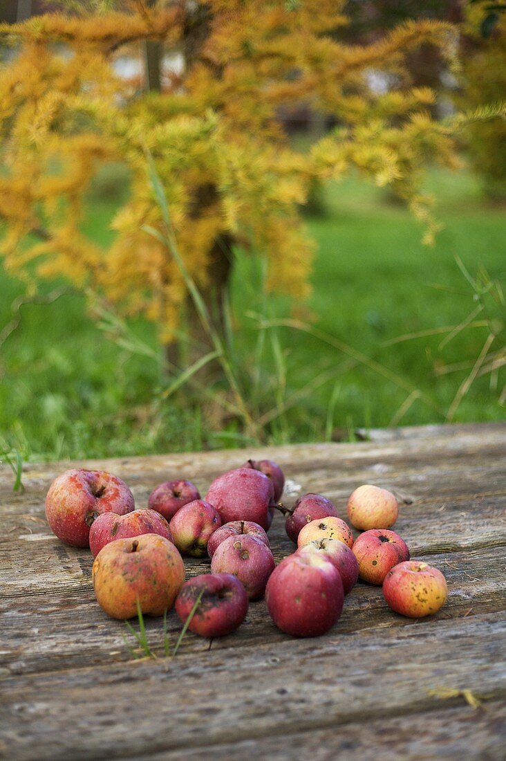 Herbstliches Stillleben mit Äpfeln im Garten
