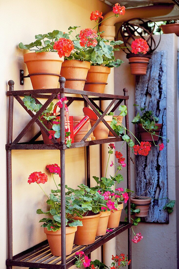 Geraniums in pots on shelving