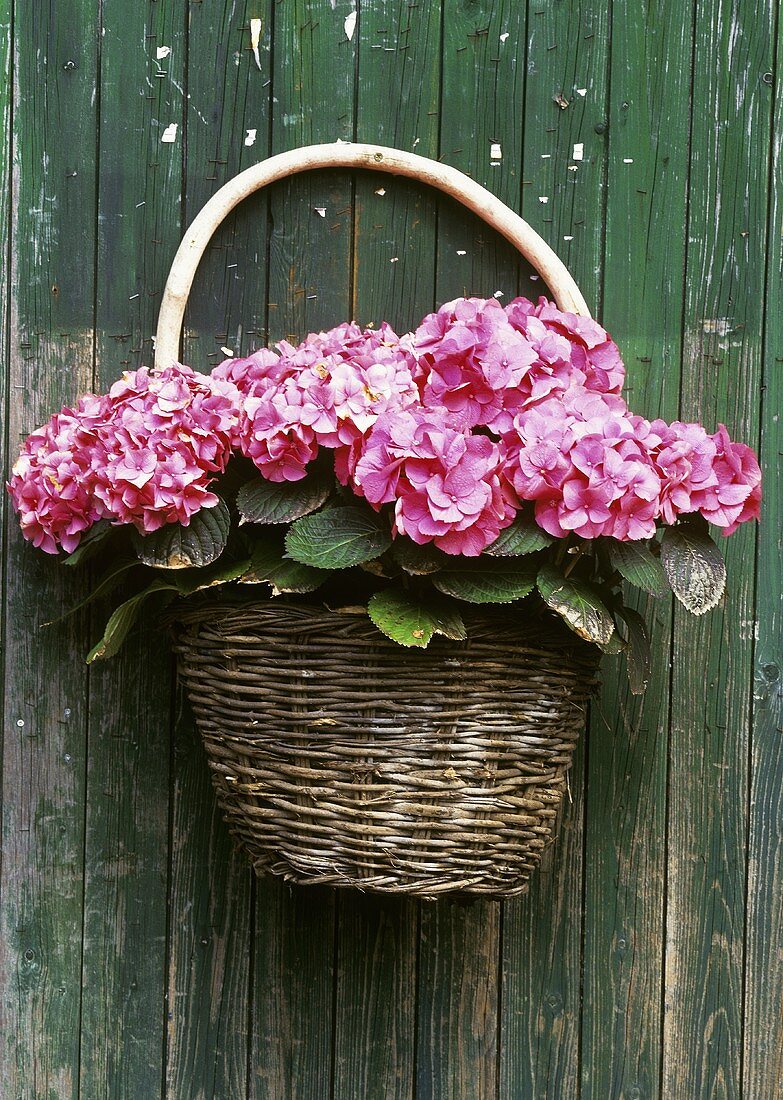 A basket of hydrangeas hanging on the wall
