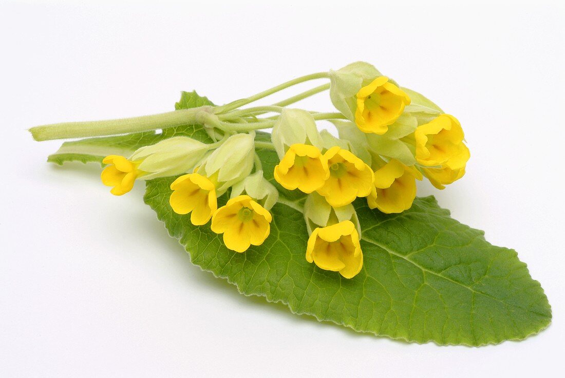 Cowslip flowers and leaf 