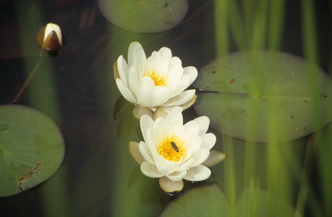 White water lilies in a pond