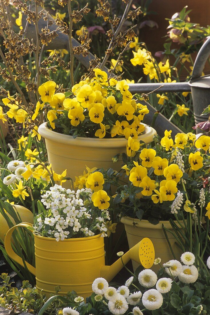 Yellow violas and white Bellis in garden