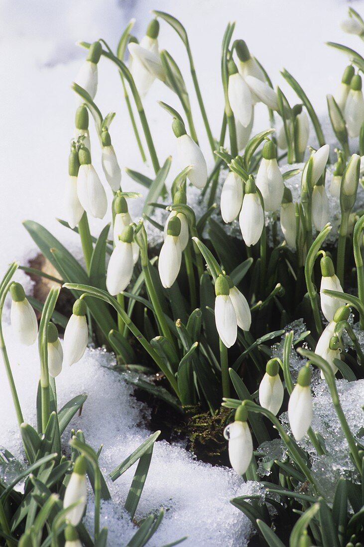 Snowdrops