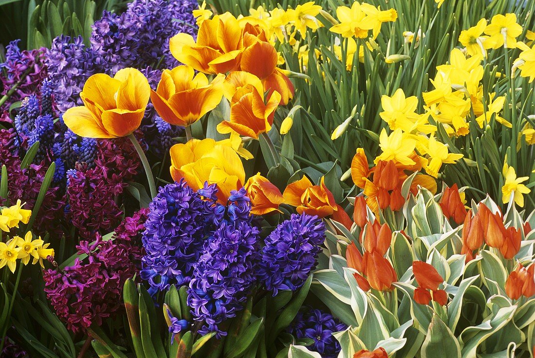 Mixed flowering bulbs: tulips, narcissi, hyacinths