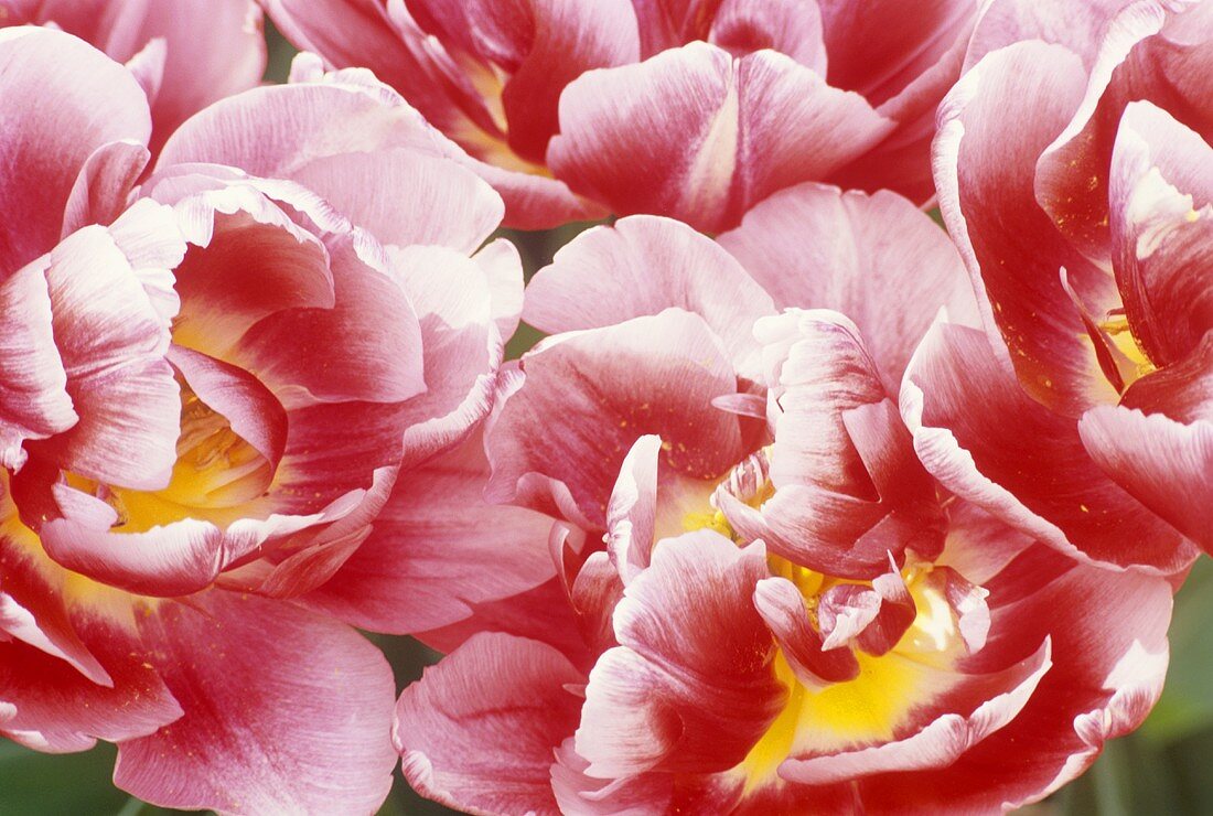 Tulips (close-up)