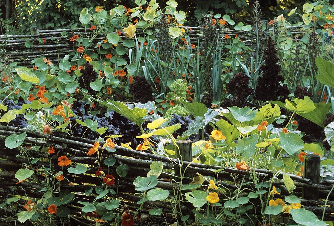 Nasturtiums trailing over garden fence