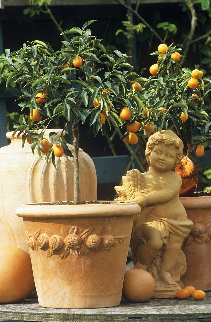 Kumquat-Bäumchen in Terracottatöpfen und Terracotta-Figur