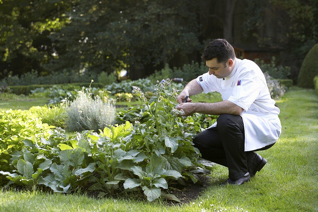 Chef picking herbs in garden
