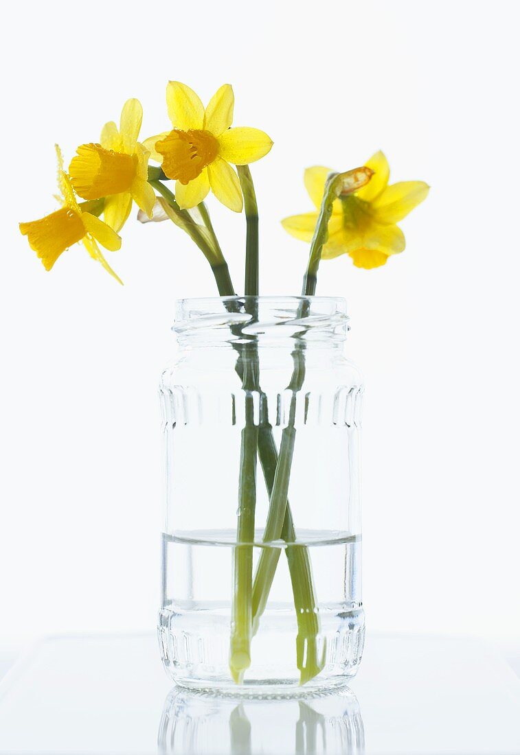 Daffodils in a glass of water