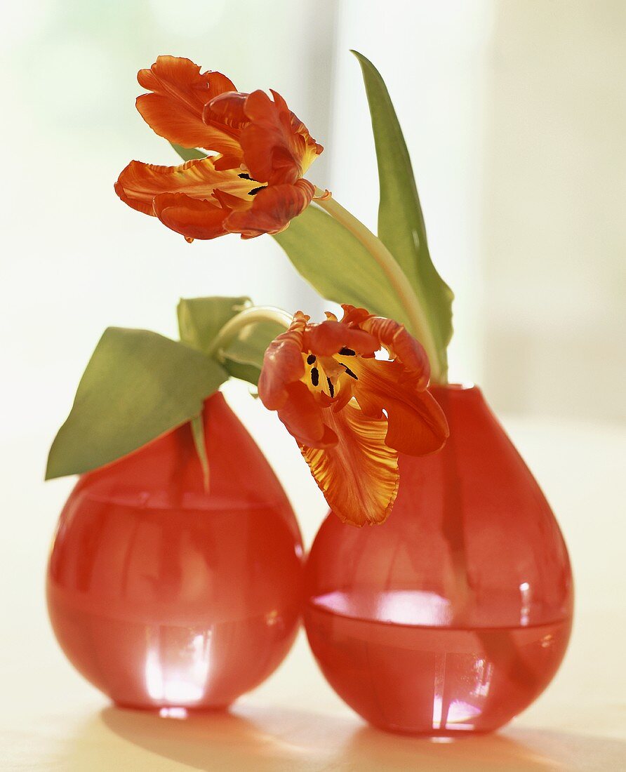 Zwei rote Vasen mit Papageien-Tulpen