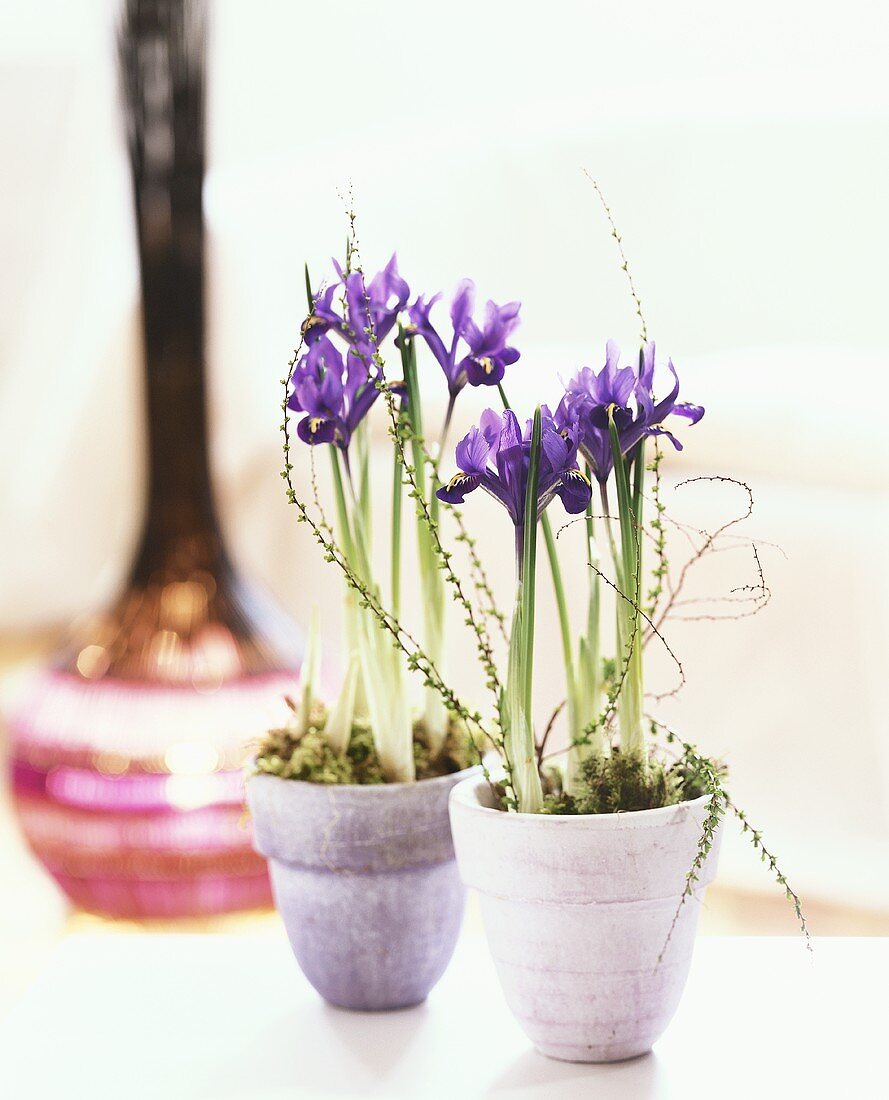 Two iris plants in pots