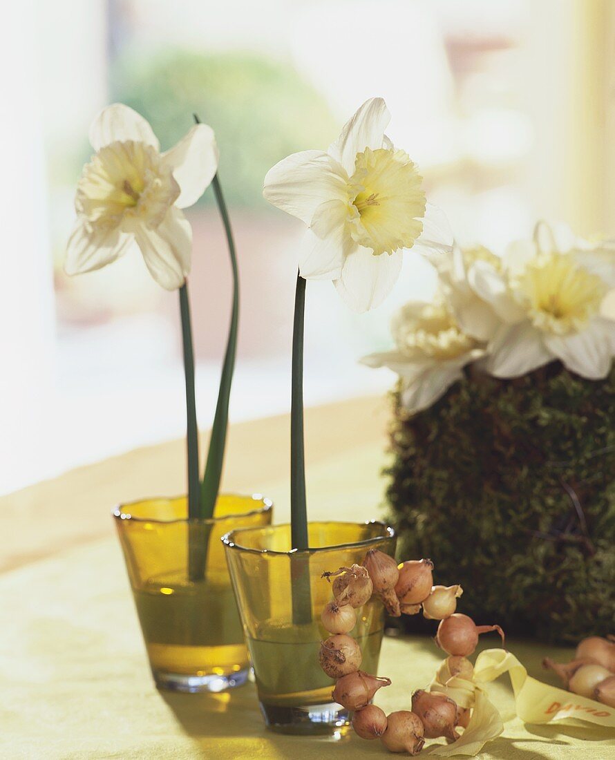 Two narcissi in vases with bulb napkin ring