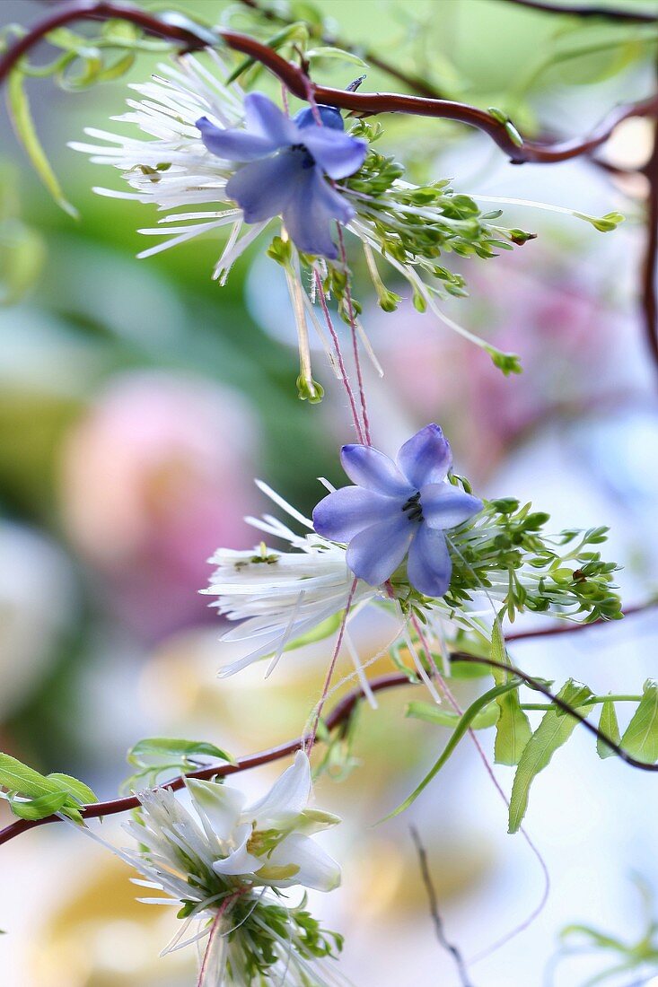 Kresse-Blüten-Mobile am Zweig