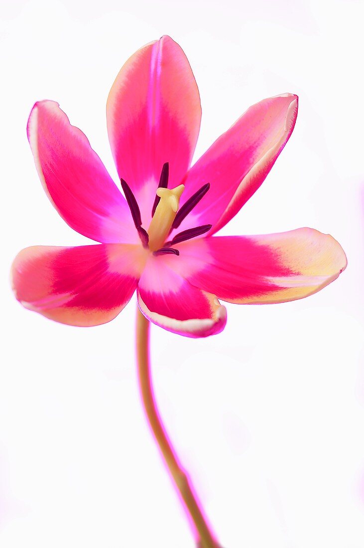 A pink tulip with a white background