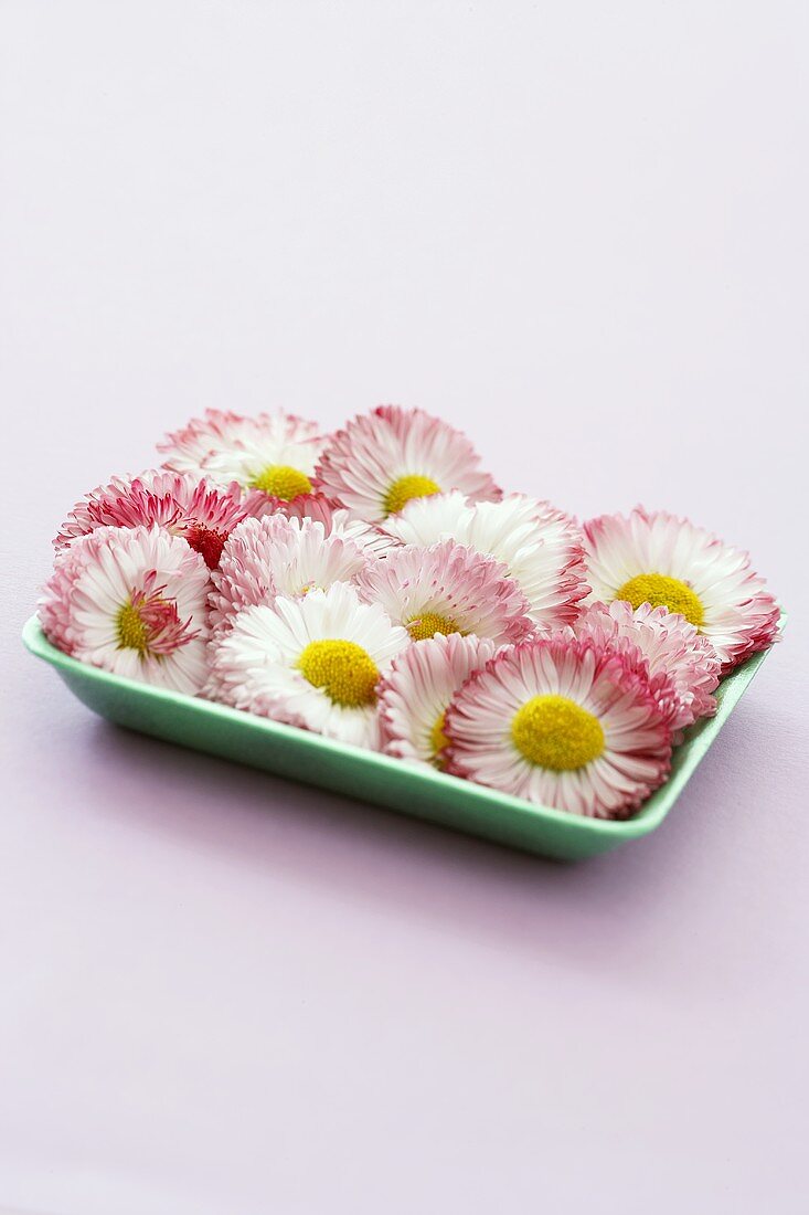 Daisies in a small bowl