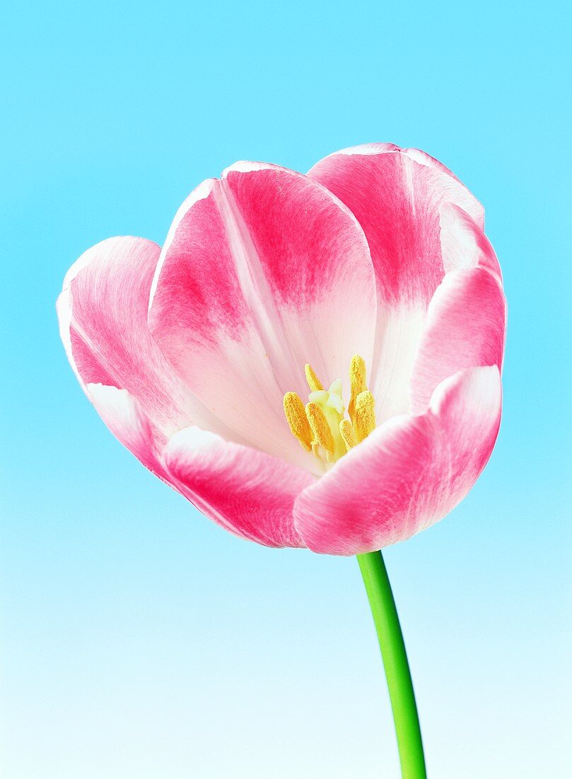 Eine rosa Tulpenblüte vor blauem Hintergrund
