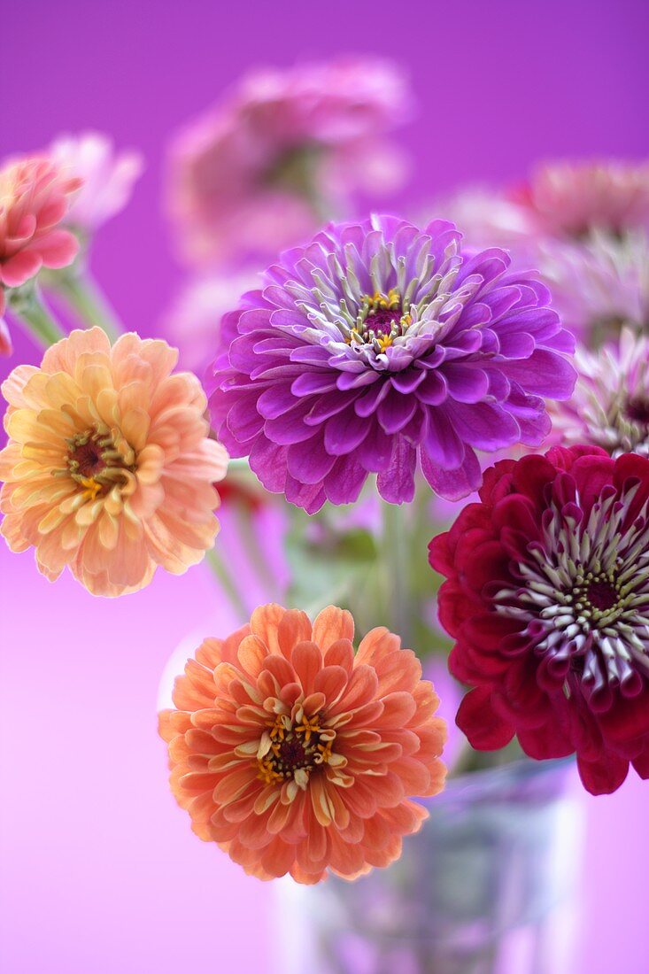 Zinnias in a glass vase