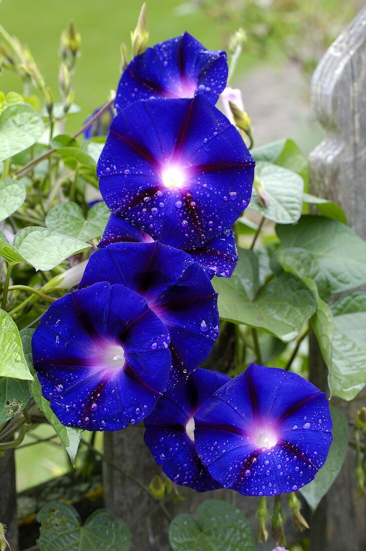 Blaue Blüten der Trichterwinde
