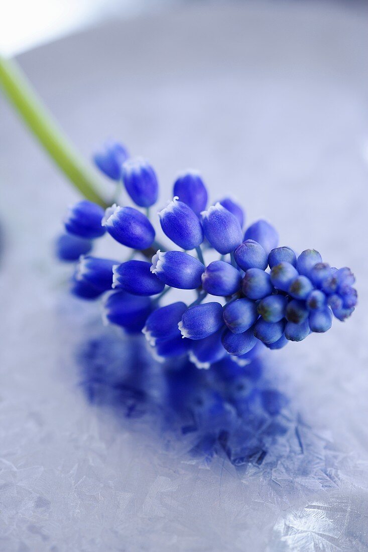 A grape hyacinth