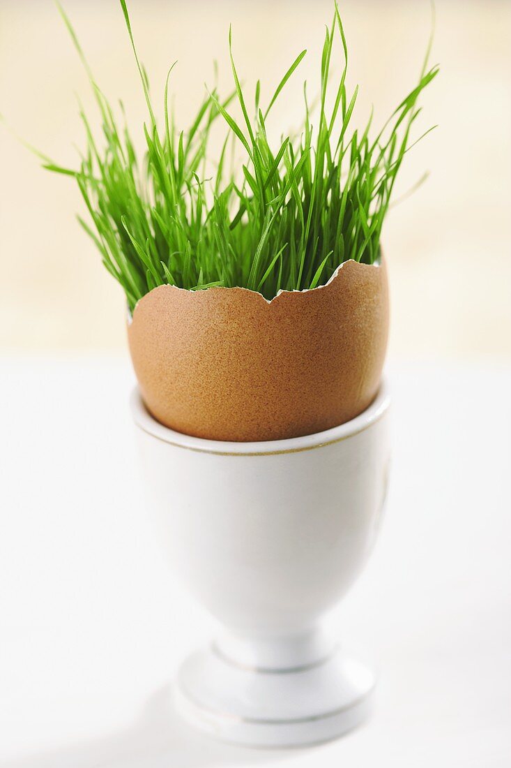 Grass in eggshell in eggcup