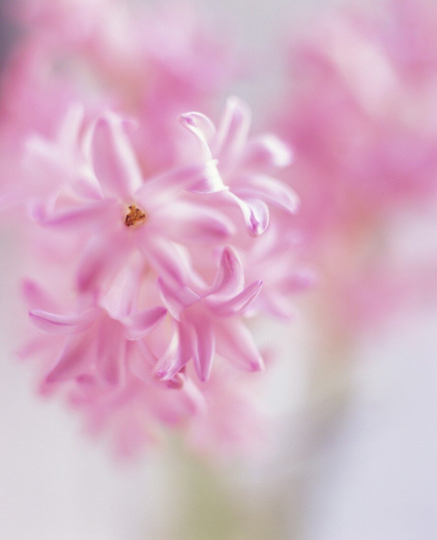 Rosa Hyazinthenblüten