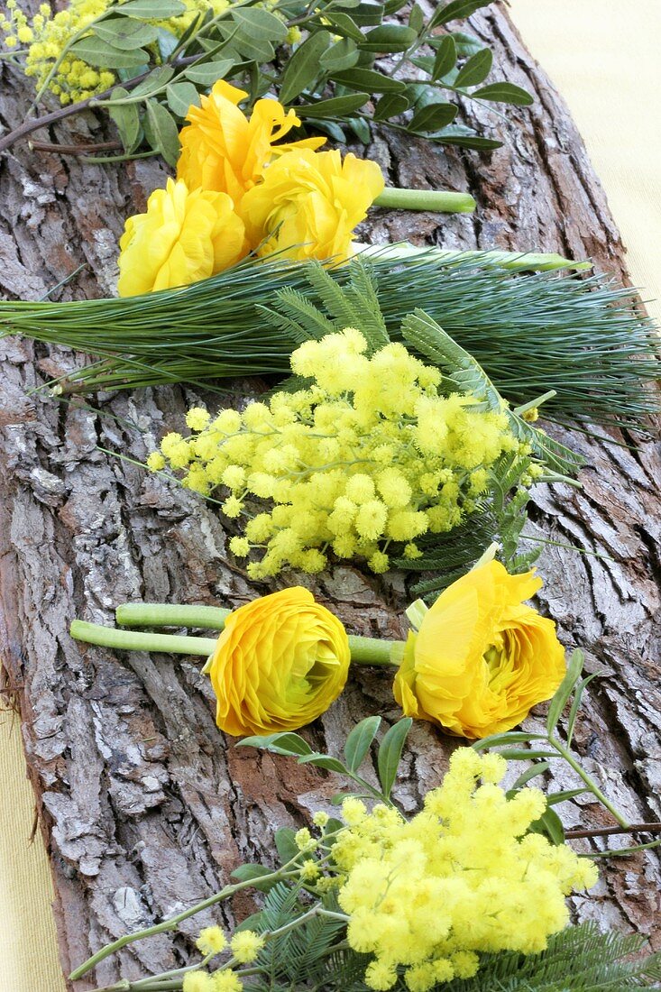 Ranunculus, mimosa and pine on piece of bark