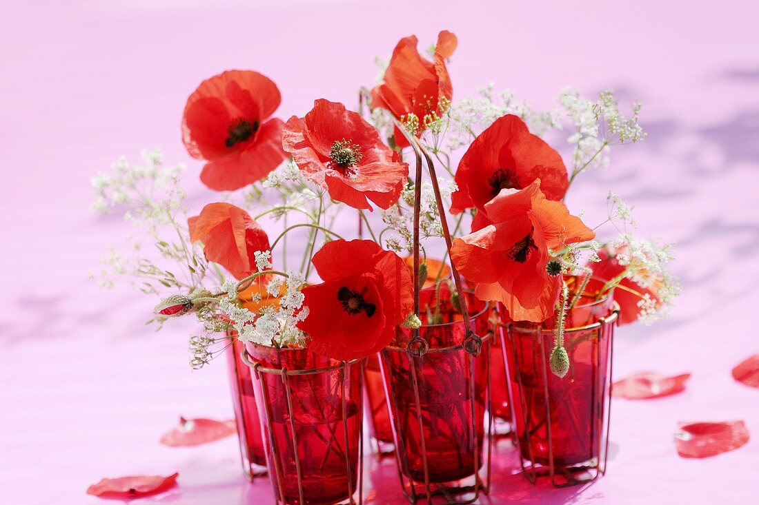 Corn poppies and chervil in red vases