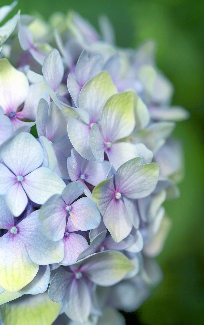 Hortensien-Blüten