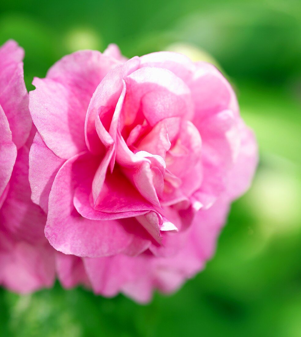 Eine rosa Clematis-Blüte