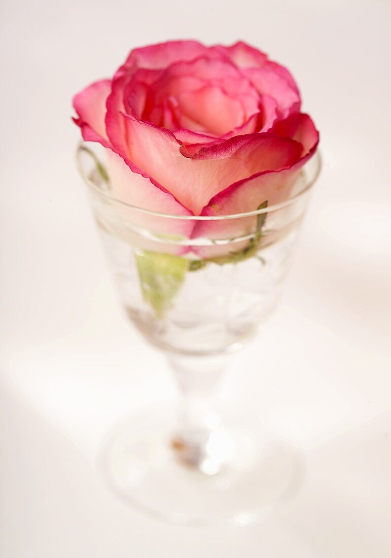 Eine Rosenblüte in einem Glas Wasser
