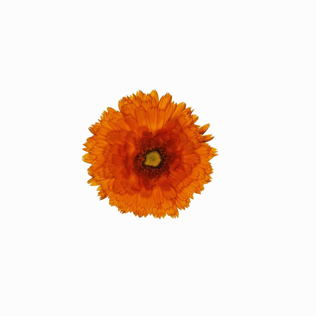 Orange marigold