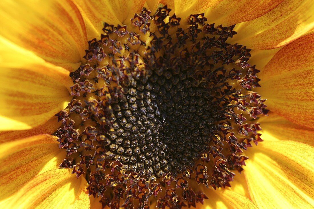 A sunflower