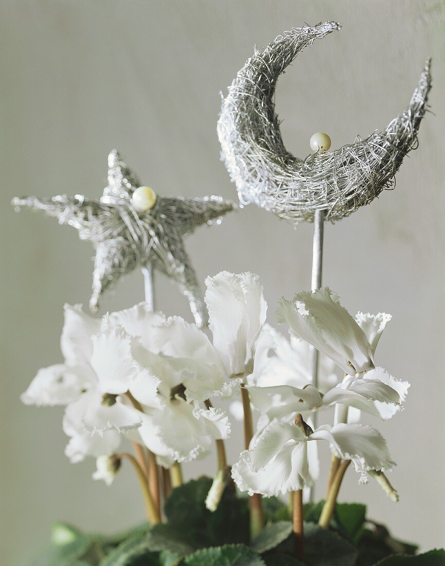 White cyclamen with star and moon