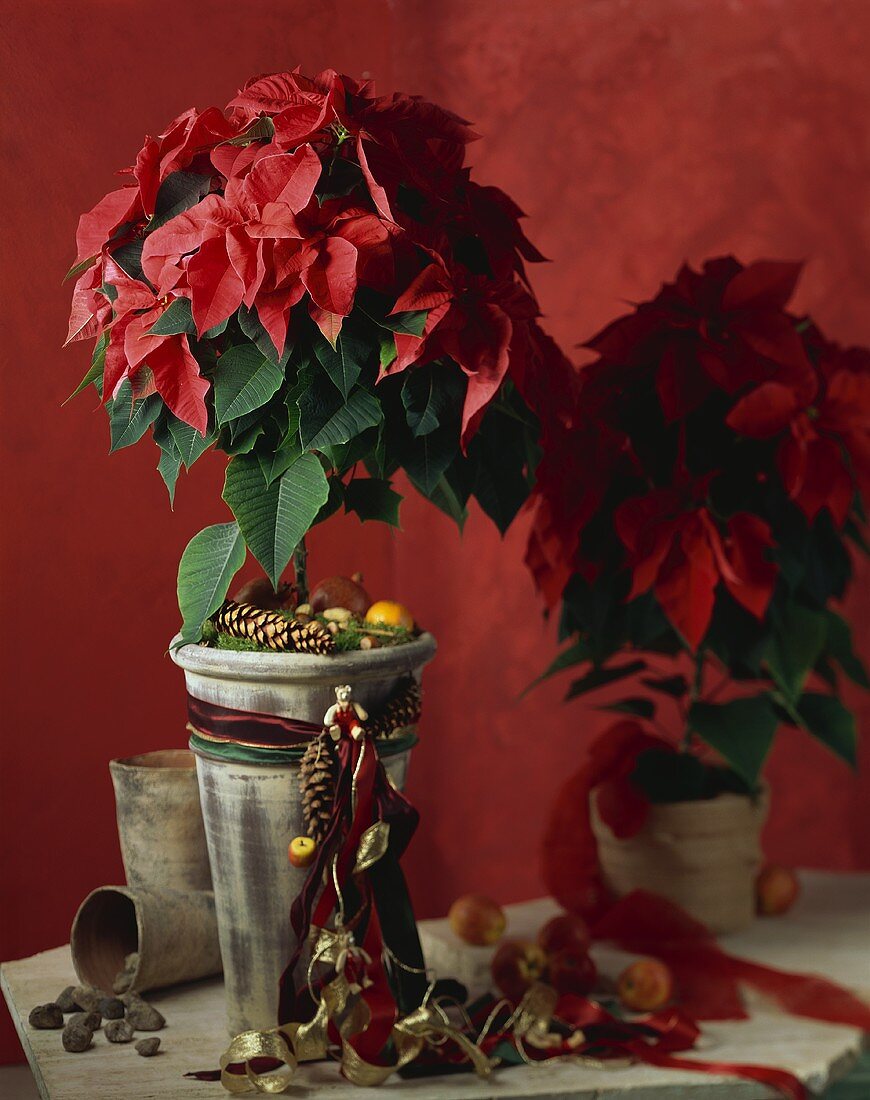 Red poinsettia with Advent decorations