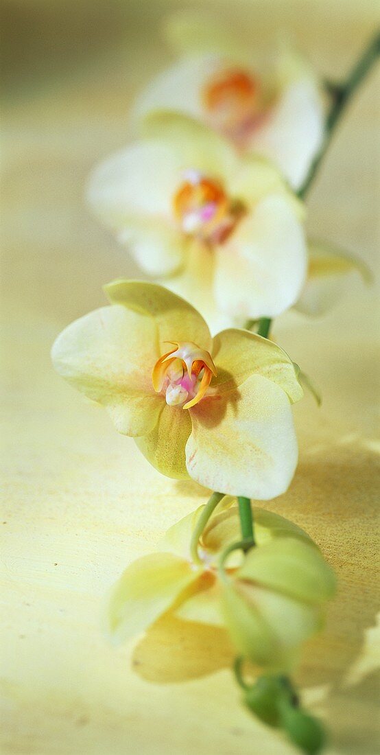 Gelbe Orchideenblüten vor gelbem Hintergrund