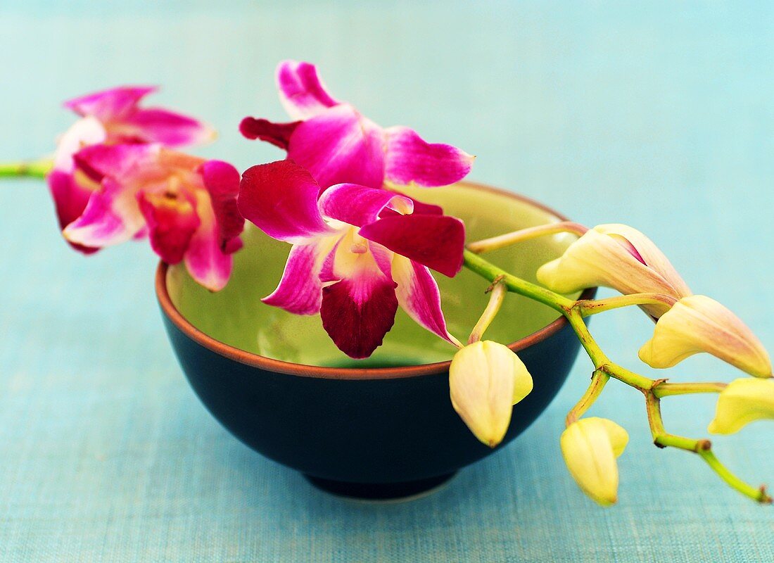 Spray of orchids laid over a small bowl