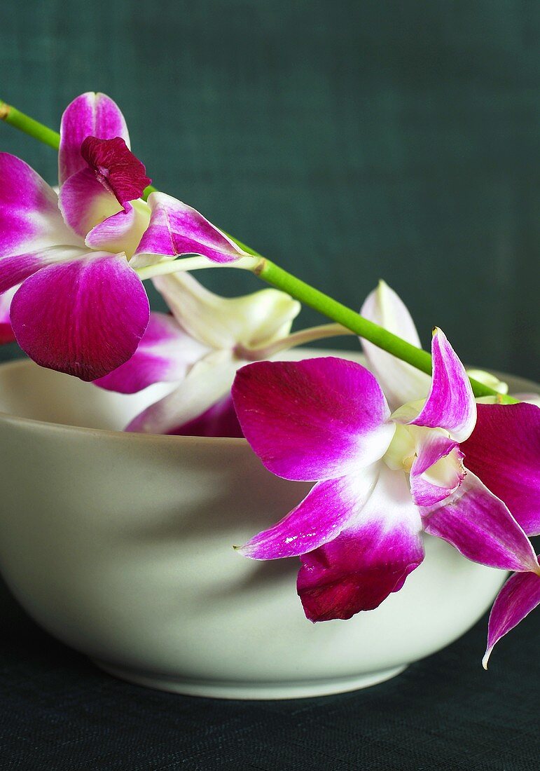 A spray of purple orchids laid over a small bowl