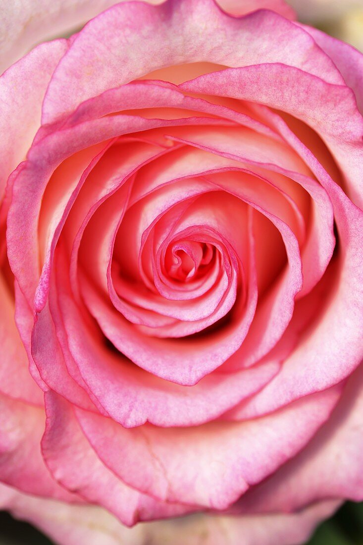 Eine rosa Rosenblüte 'Elite'