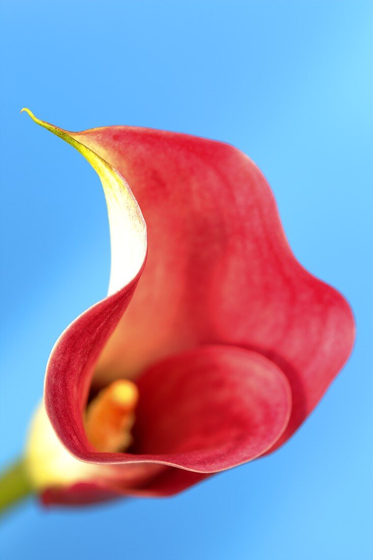 Eine Calla-Blüte