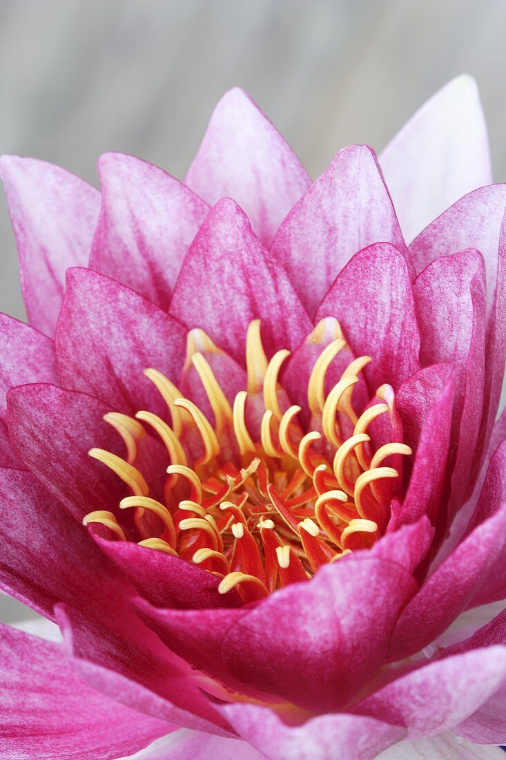 A pink water lily
