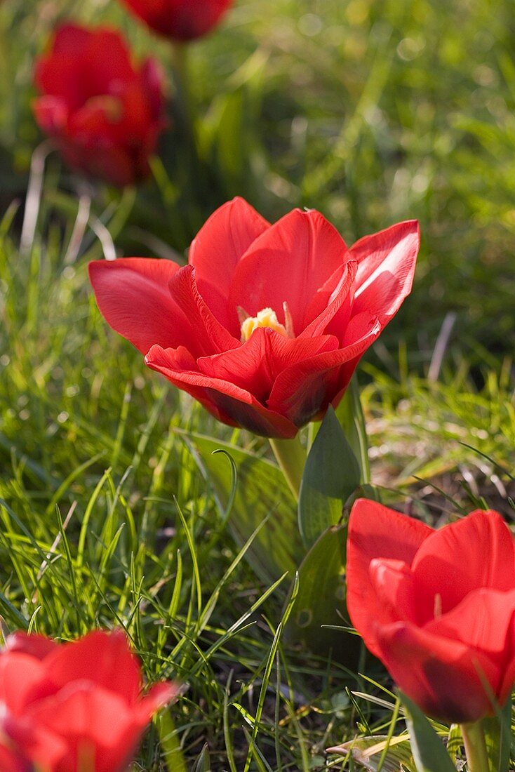 Rote Mini-Tulpen auf der Wiese